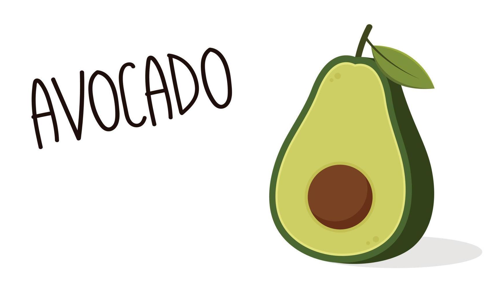 Avocado auf weißem Hintergrund. Avocado-Vektor. Freiraum für Text. Hintergrund. Platz kopieren. vektor