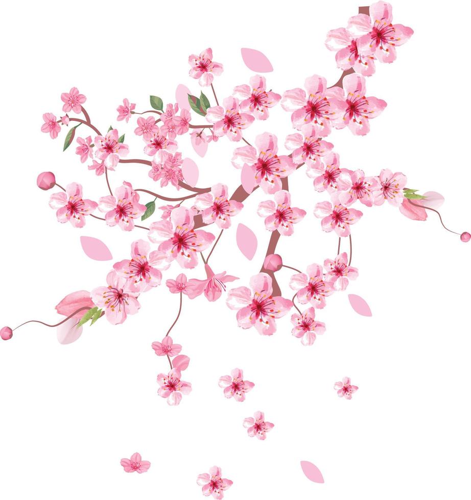 kirschblüte freier vektorhintergrund vektor