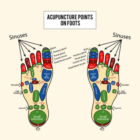 Akupunkturpunkte Vektor