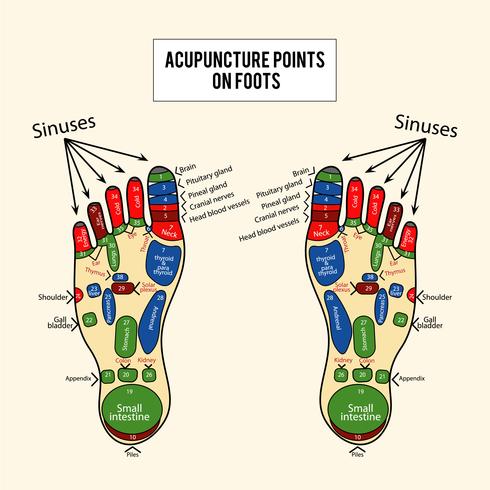 Akupunkturpunkter Vector