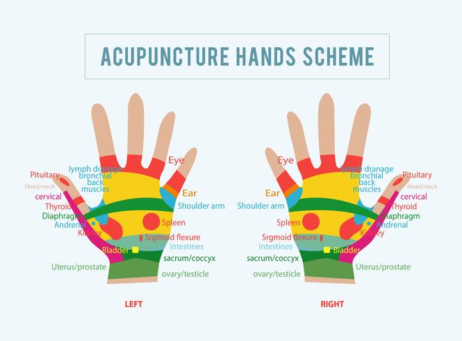 Akupunktur-Vektor-Illustration vektor