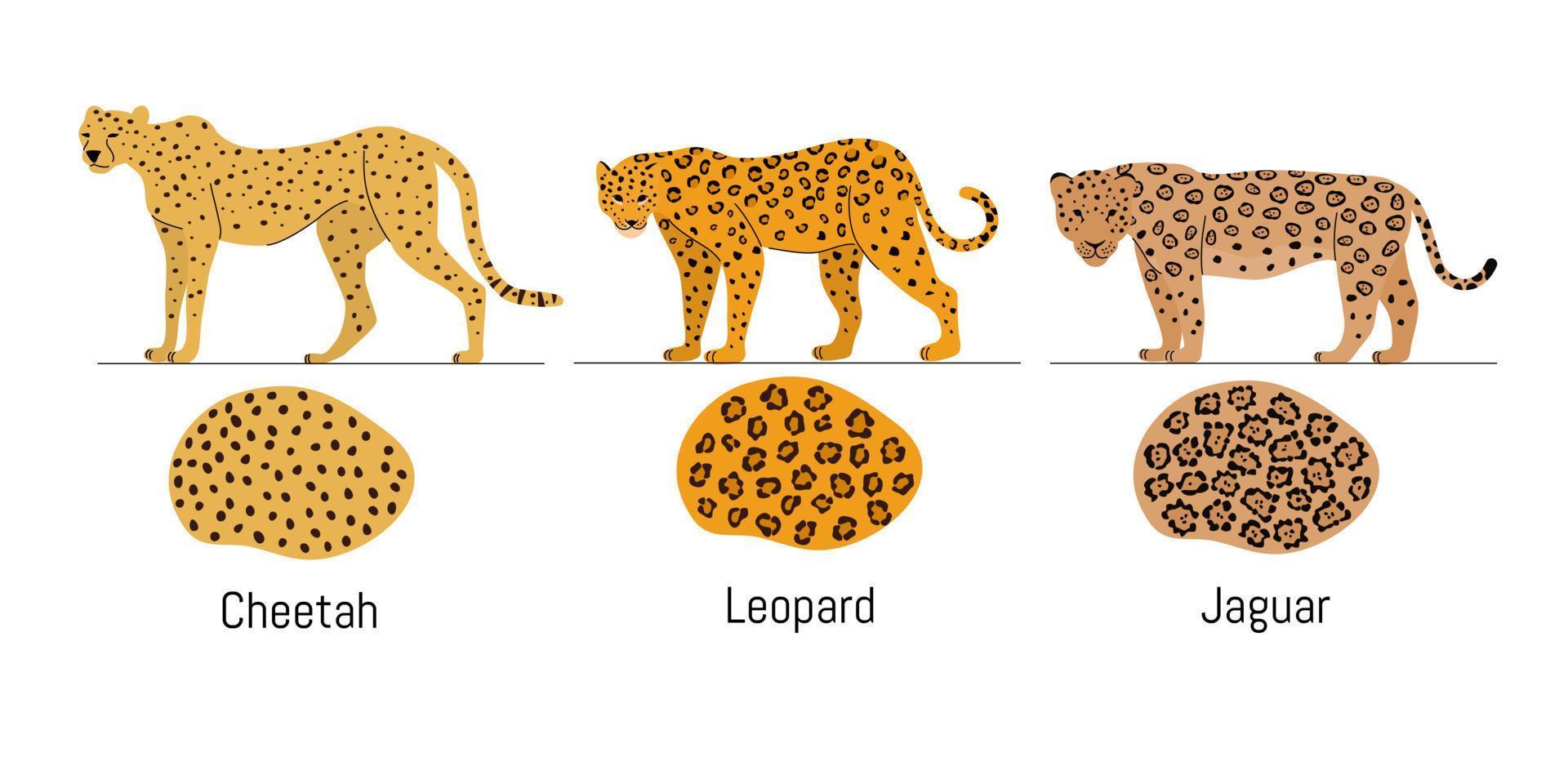 tecknad serie stor katter vektor uppsättning. illustration av jaguar, leopard, gepard. skillnader. fläckar hud.