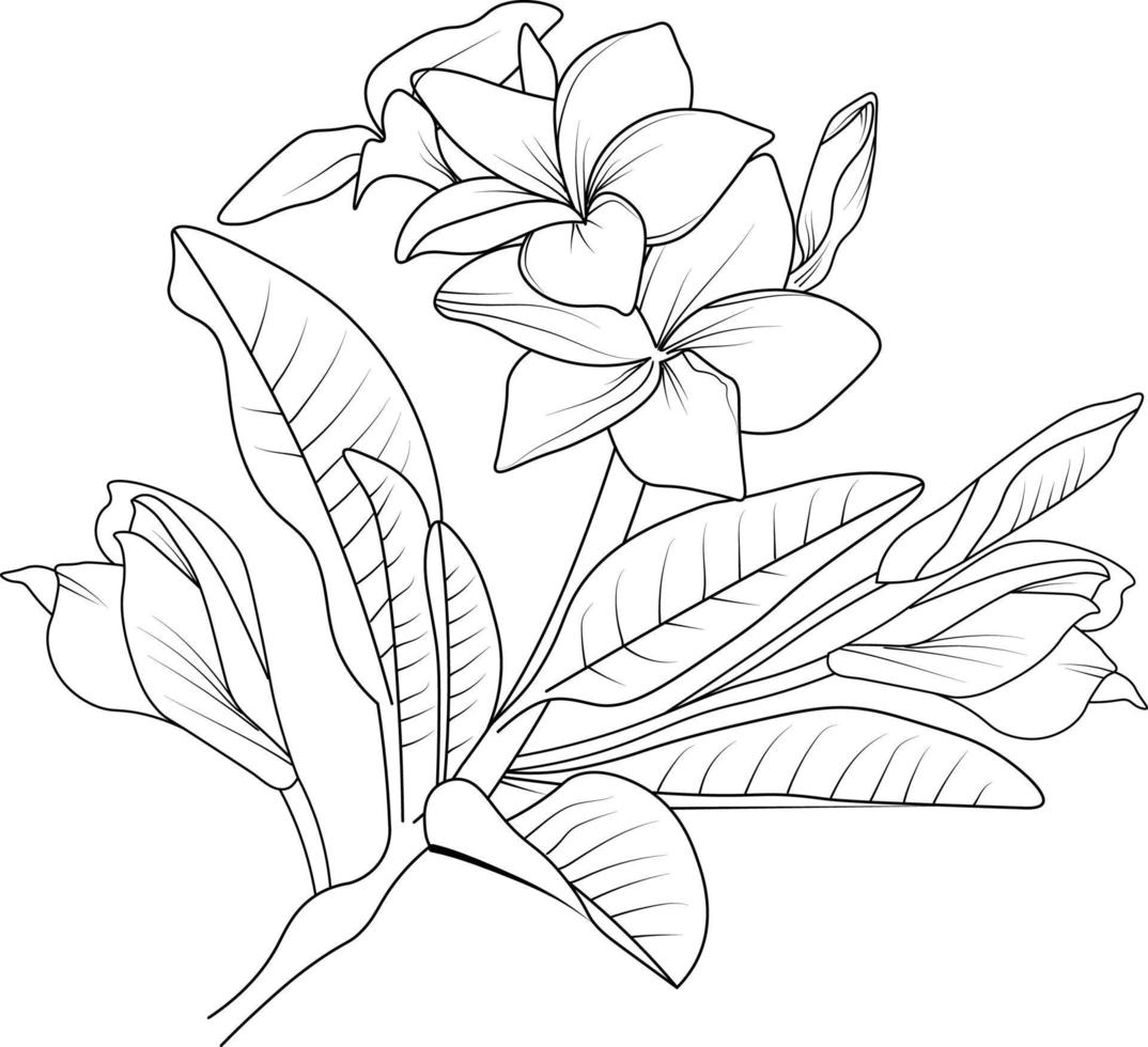 uppsättning av vektor ritad för hand frangipani blommor. bläck skiss isolerat på vit bakgrund.