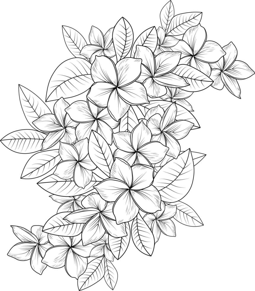 Frangipani Vektorgrafiken, Skizze des Umrisses Plumeria Blume Malbuch handgezeichnete Vektorillustration künstlerisch gravierte Tuschekunst Blüte Narzisse Blumen isoliert auf weißem Hintergrund ClipArt. vektor