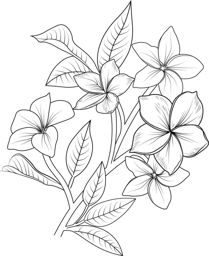 isolierte frangipani-blume handgezeichnete vektorskizzenillustration, botanische sammlung zweig der blattknospen natürliche sammlung malseite blumensträuße gravierte tintenkunst. vektor