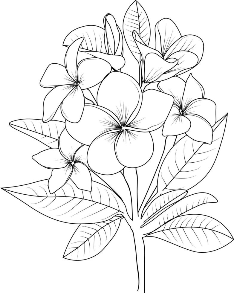 schöne botanische Blumenmusterillustration für Malbuch oder -seite, Frangipani-Blumenskizzenkunst, handgezeichneter Blumenstrauß lokalisiert auf weißem Hintergrund. vektor