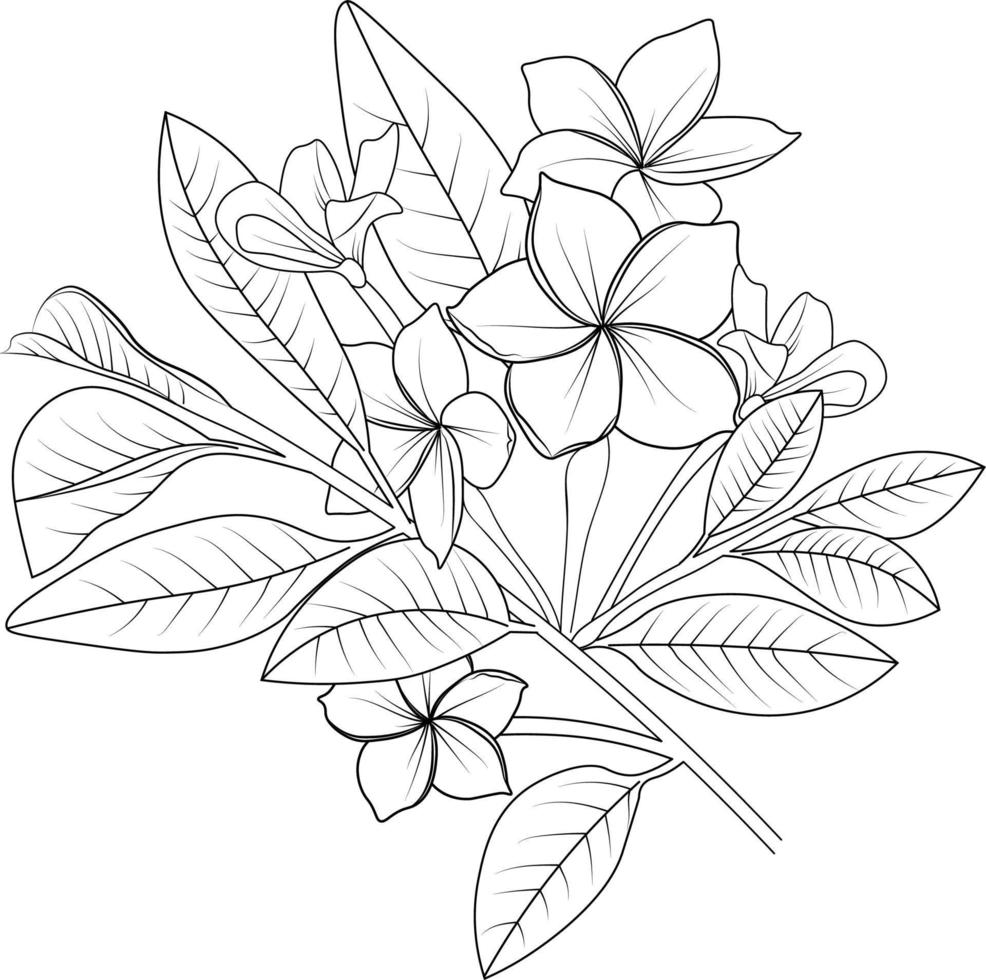 skizzenillustration von handgezeichneten frangipani-blumen isoliert auf weiß, frühlingsblume und tintenkunststil, botanischer garten. vektor