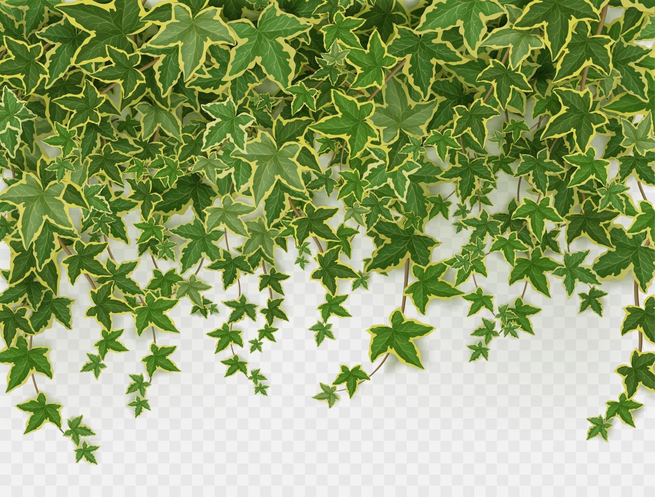 Efeu-Kletterrebenrahmen, grüne Blätter der Schlingpflanze vektor