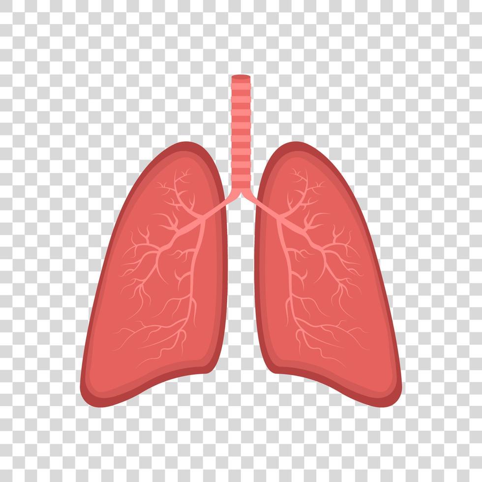 realistisk lunga anatomi. lunga ikon. respiratorisk systemet friska lunga platt medicinsk organ. isolerat vektor illustration.