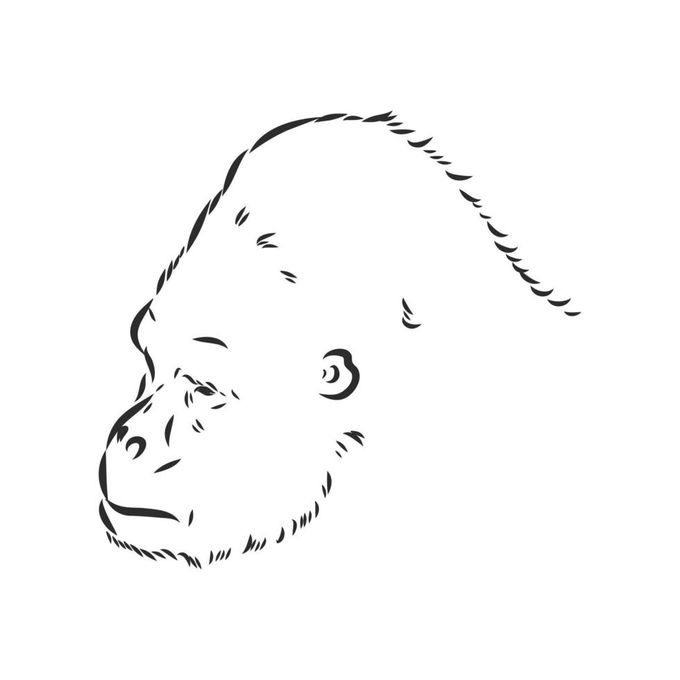 Gorilla-Vektorskizze vektor