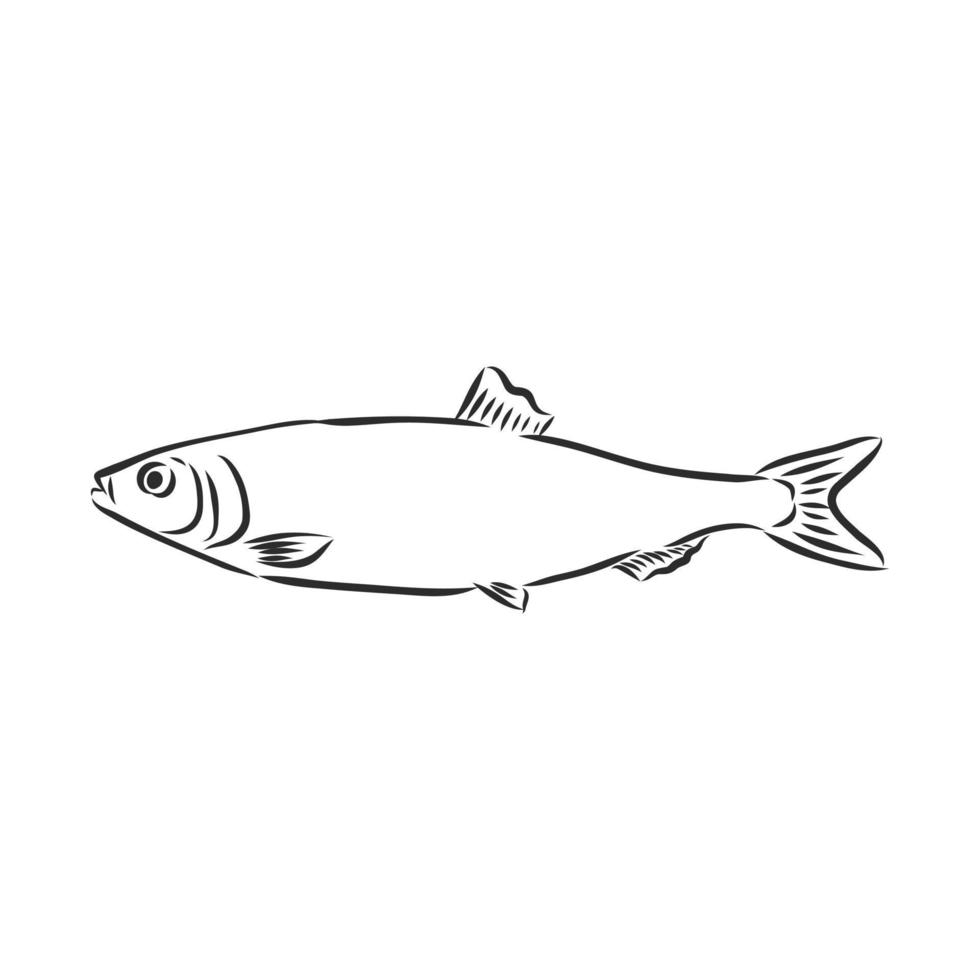 Fisch-Vektor-Skizze vektor