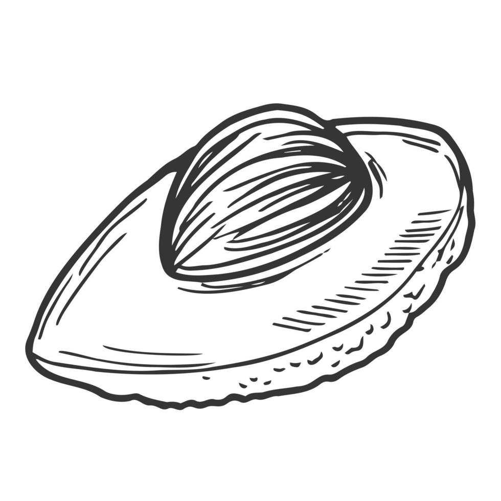 avokado vektor illustration i klotter stil