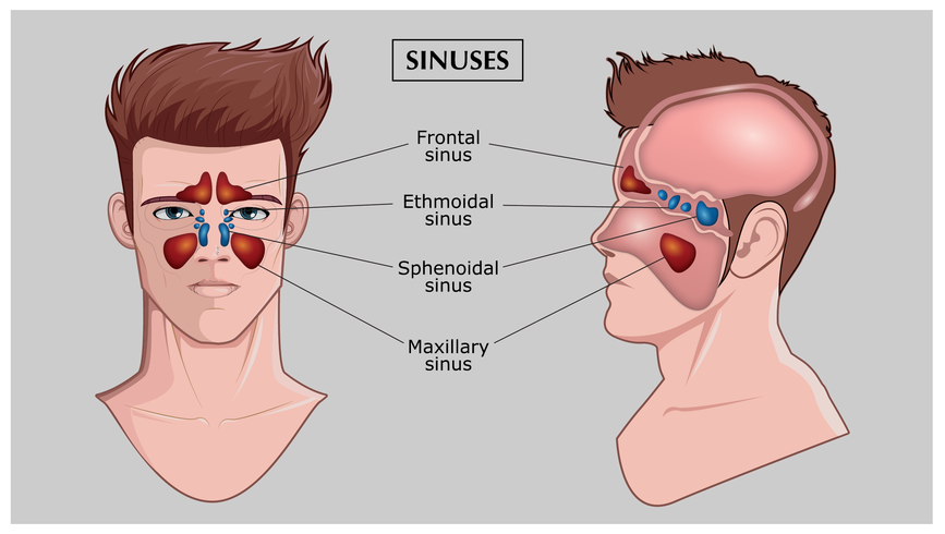 Gratis Sinus Vector