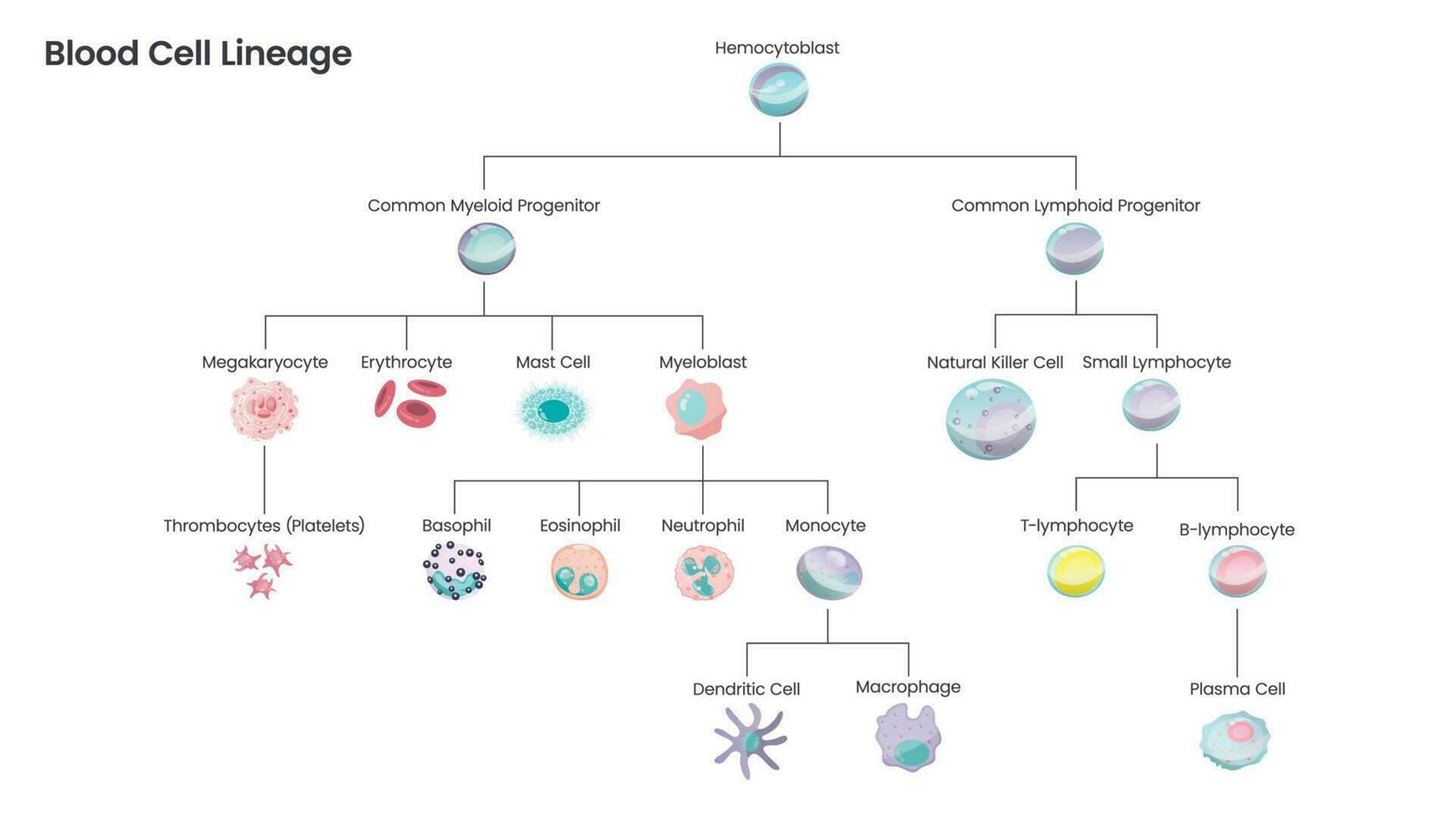 blod cell härstamning pedagogisk vetenskap vektor illustration diagram