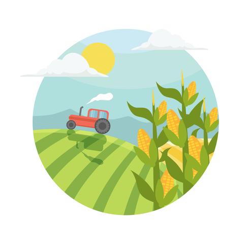 Corn Stalks In Field Illustration vektor
