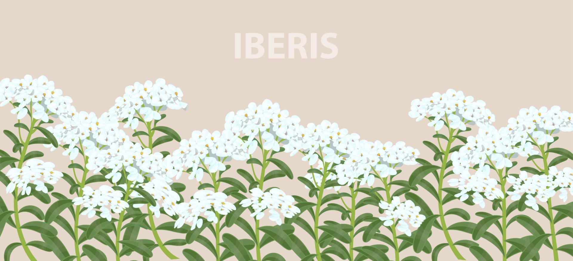 iberis blommor på en horisontell realistisk baner för skriva ut och design. vektor illustration.