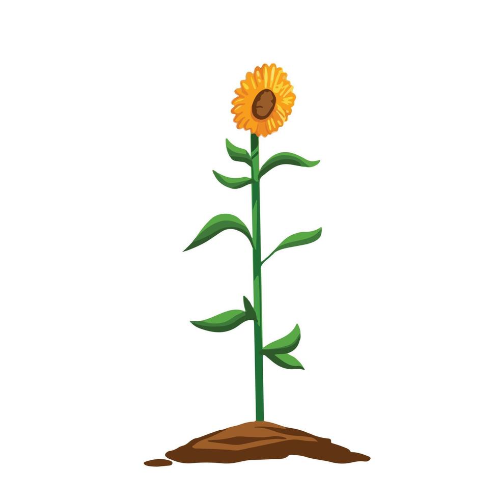 solros naturlig växt med löv på jord jord vektor illustration isolerat på enkel vit bakgrund. ett enda gul kronblad botanisk växt teckning med tecknad serie enkel platt konst stil.