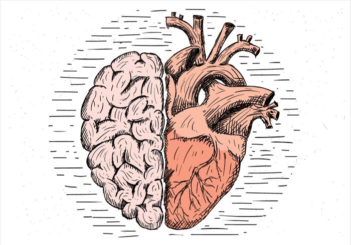 Fri handdragen vektor hjärna och hjärta illustration