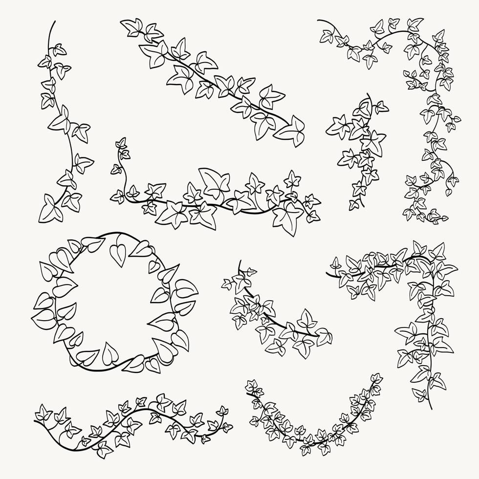 Blumen-Efeu, der flache Designsammlung der dekorativen Verzierung zeichnet. vektor
