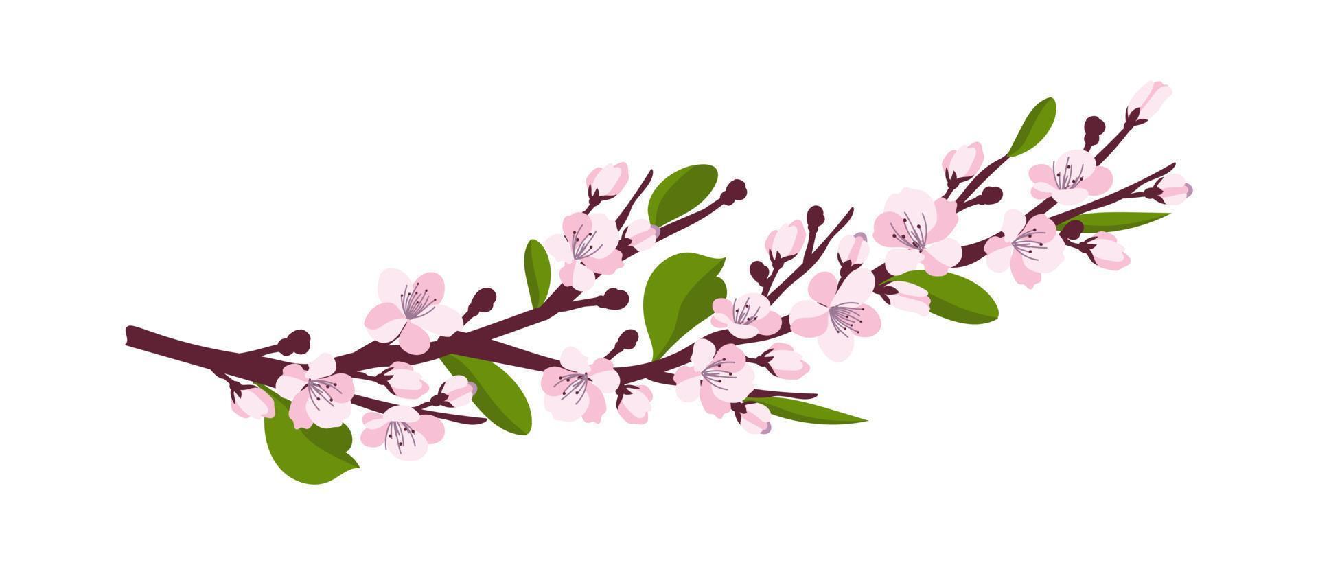 Kirschblüte. ein Zweig mit Kirschblüten isoliert auf weißem Hintergrund. Vektor-Illustration vektor
