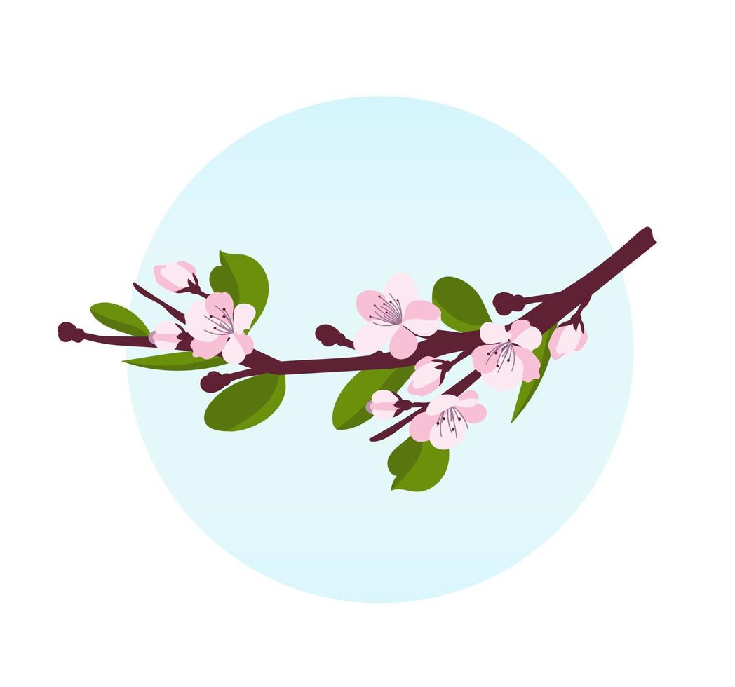 körsbär blomma. en gren med körsbär blommar isolerat på en vit bakgrund. vektor illustration