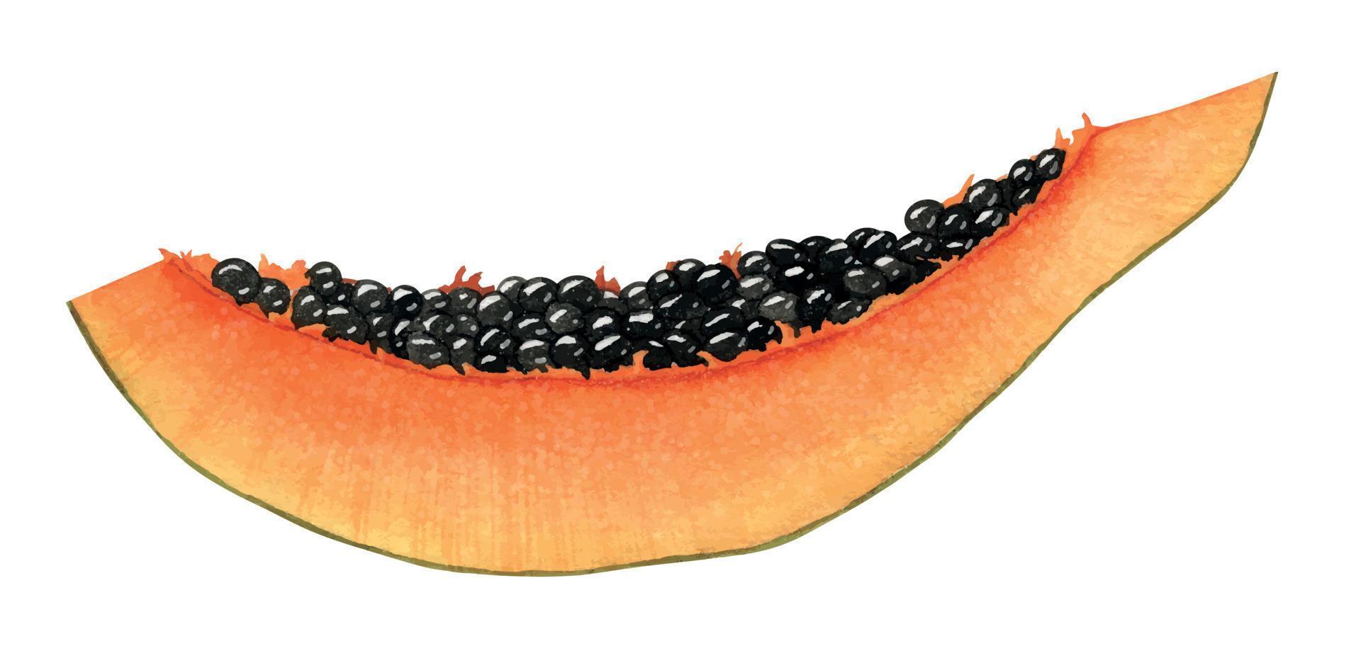 skiva av papaya frukt. vattenfärg illustration av exotisk tropisk växt på isolerat bakgrund. ljuv juice efterrätt. hand dragen teckning för mat produktion märka eller logotyp på orange färger vektor