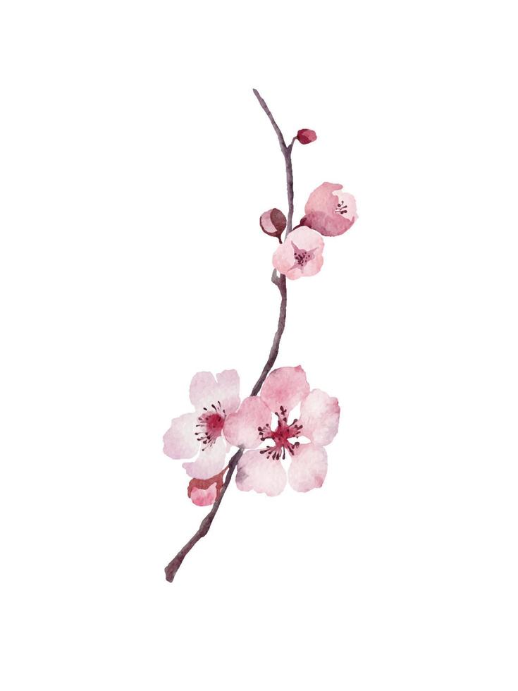 aquarell kirschblüte einzelner zweig, sprimg blühende sakura handgezeichnete lebende spur vektor