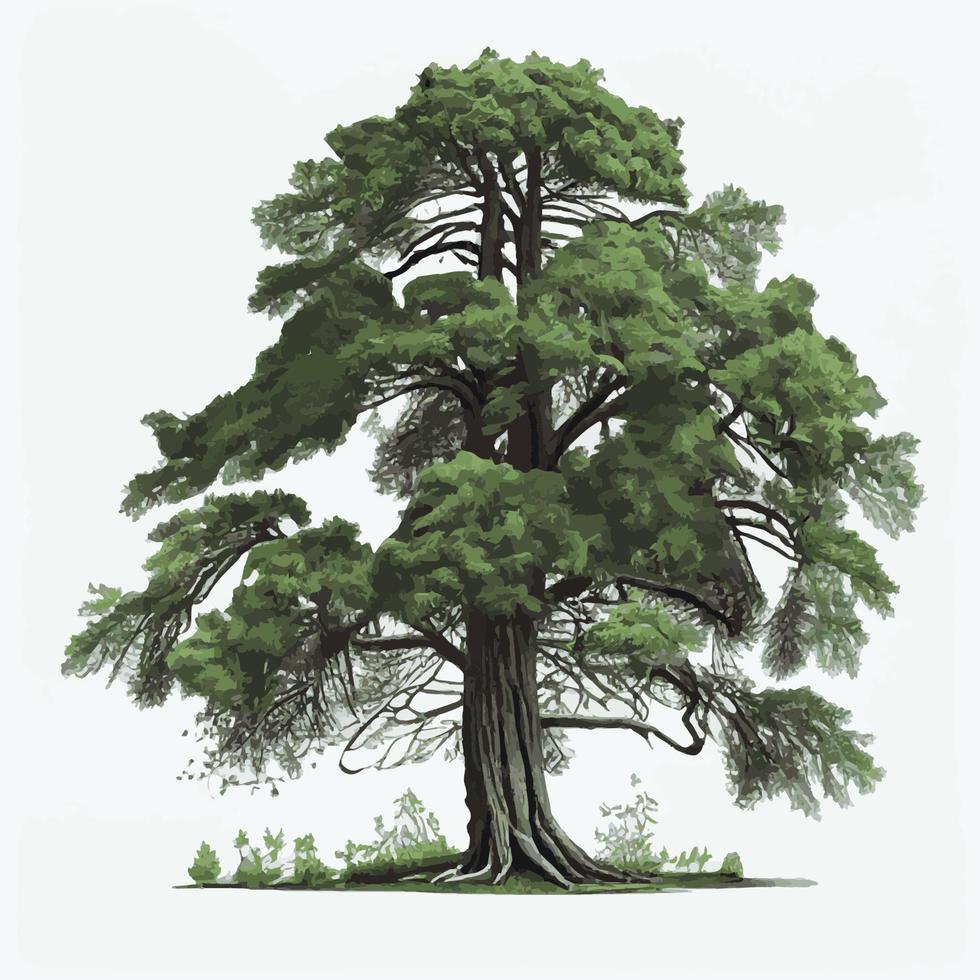 realistiska gröna högsta trädet i världen sequoia på en vit bakgrund - vektor