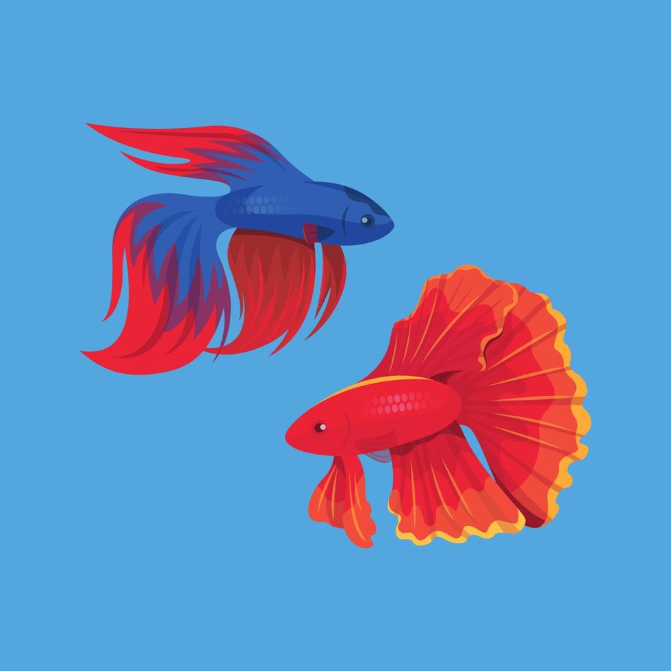 Roter und blauer Betta-Fisch isoliert auf blauem Hintergrund vektor