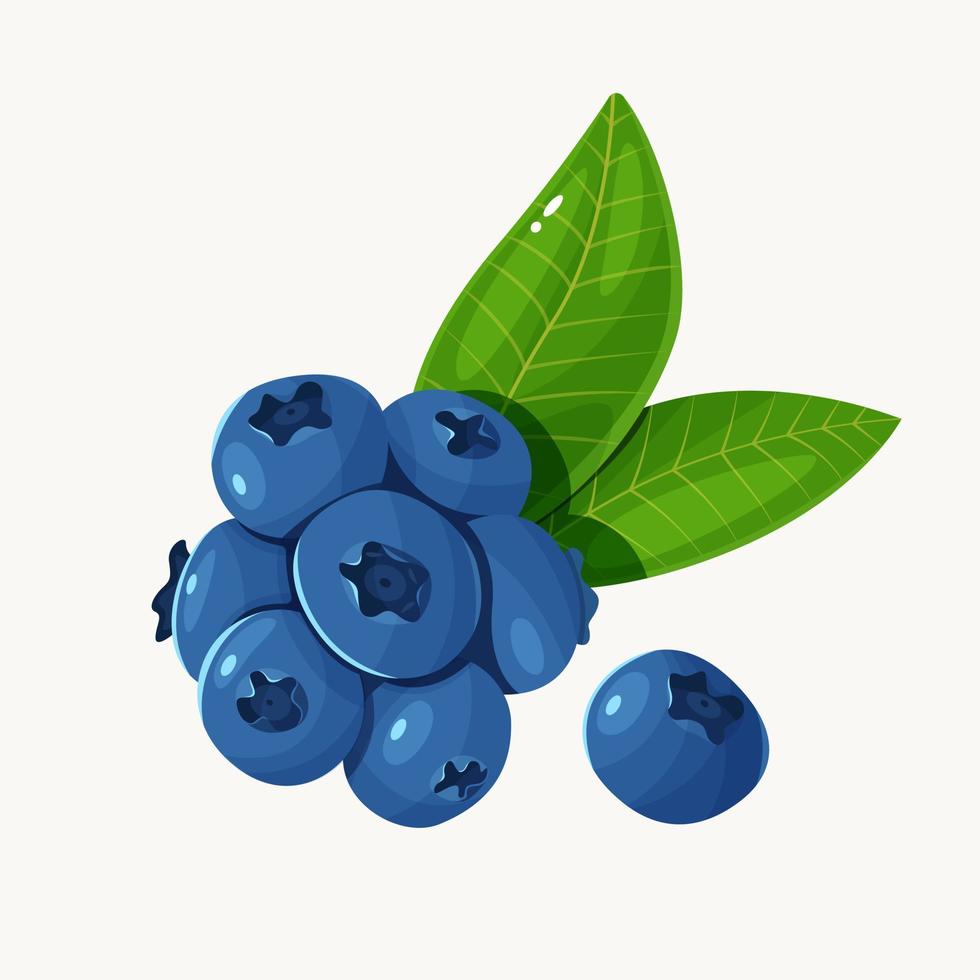 blåbär med löv isolerat vektor