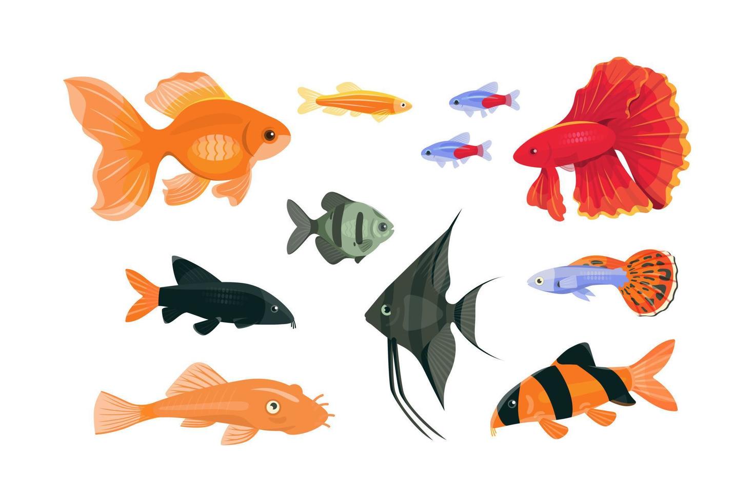populär akvarium fisk på en vit bakgrund vektor