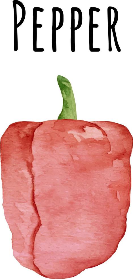 aquarellillustration von rotem pfeffer. frisches rohes Gemüse. roter Paprika. pfefferliebhaberillustration vektor