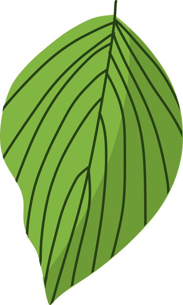 schönes grünes Blatt vektor