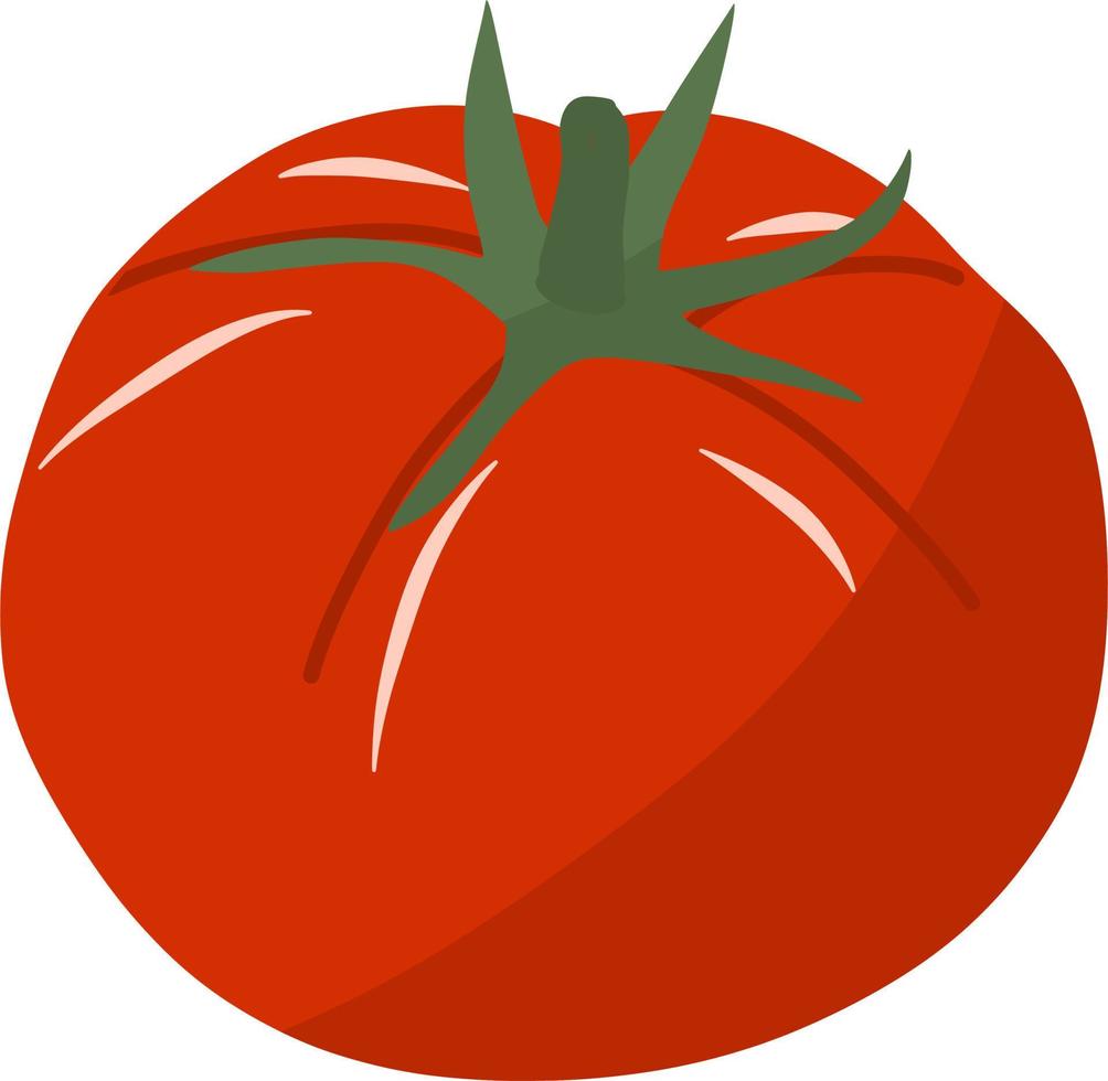 nyligen röd tomat vektor