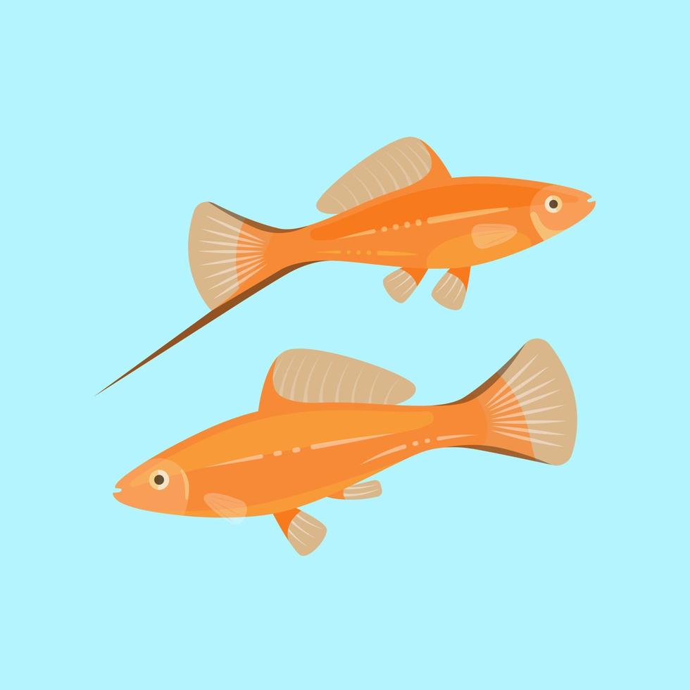 Schwertträger Aquarienfische isoliert auf blauem Hintergrund vektor