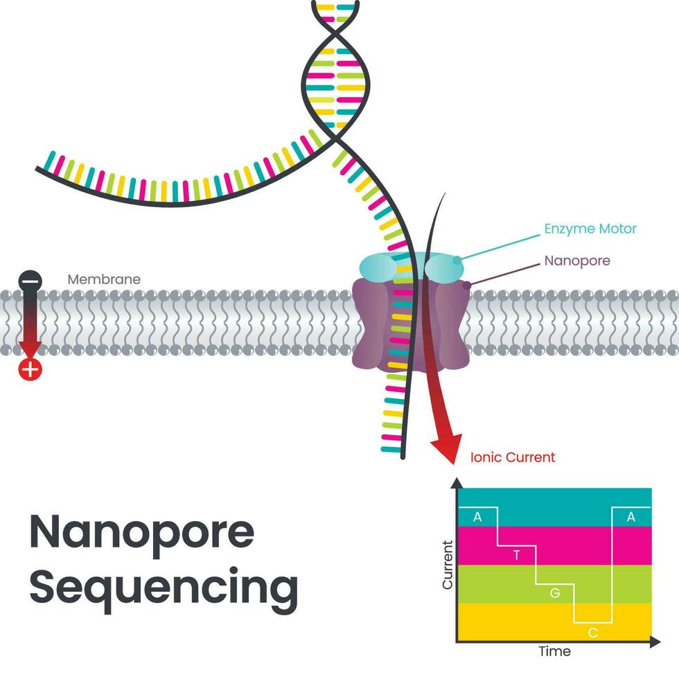 nanopore sekvensering vetenskaplig pedagogisk vektor illustration diagram