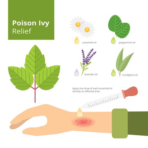 Gift Ivy Relief Infographik kostenlose Vektor