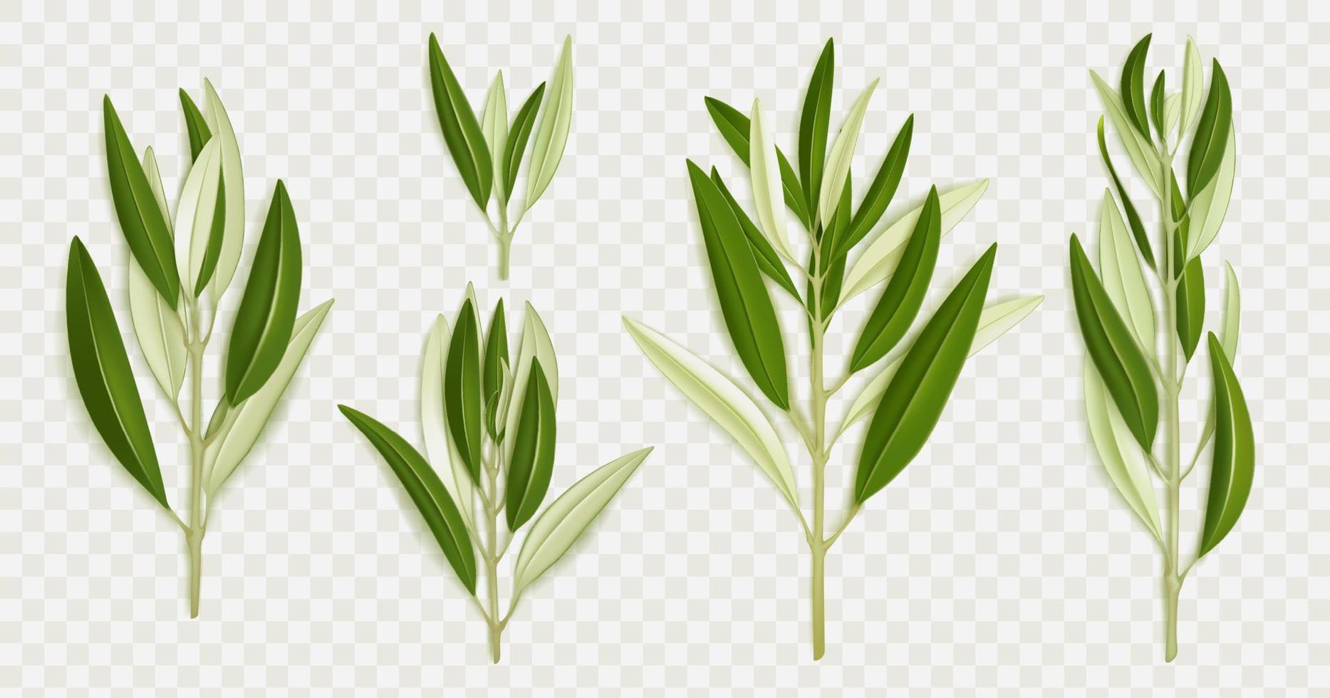 Olivenzweige mit grünen Blättern vektor