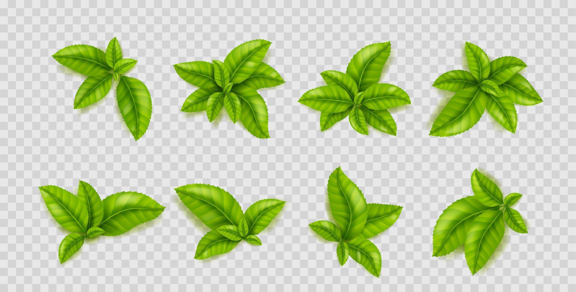 grüne Blätter der Teepflanze. Tee Buschsprossen vektor