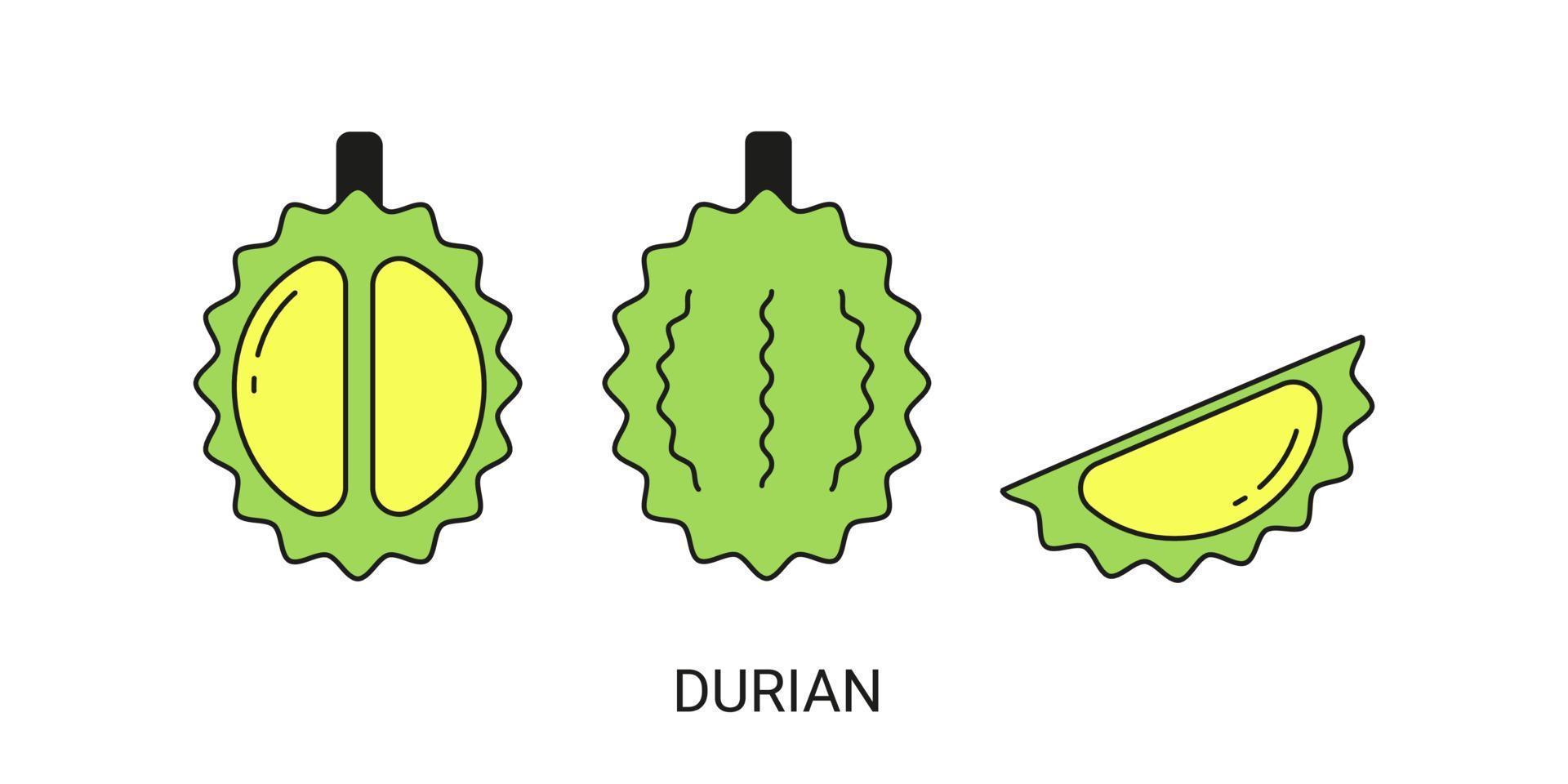 Durian exotisk frukt ikon element för webb vektor