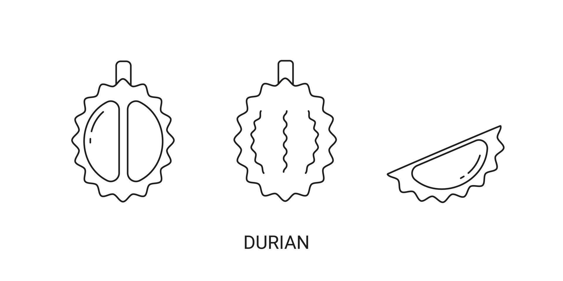 durian exotisches fruchtikonenelement für web vektor