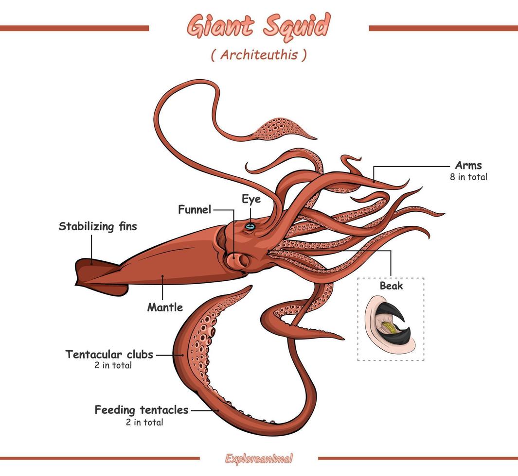 anatomi av en jätte bläckfisk vektor