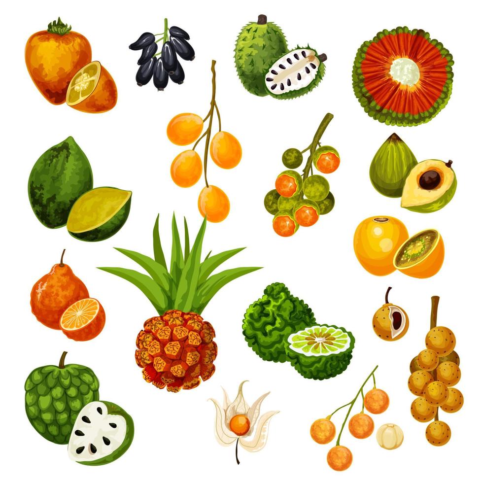 exotische tropische Früchte, Vektorsymbole vektor