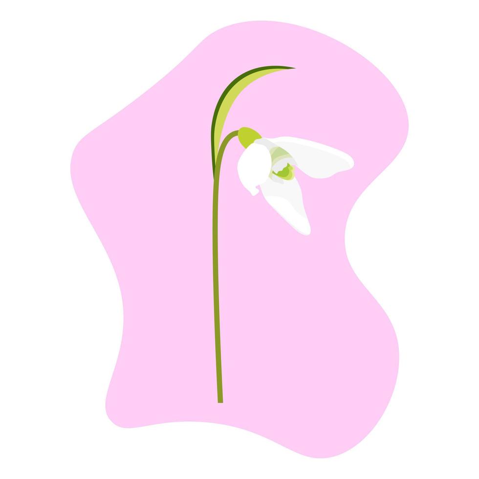 Schneeglöckchen Blume. Feder. Vektor-Illustration vektor