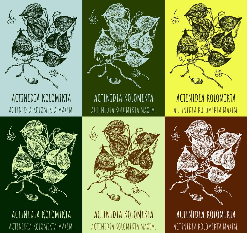 uppsättning av vektor ritningar aktinidia i annorlunda färger. hand dragen illustration. latin namn aktinidia kolomikta.