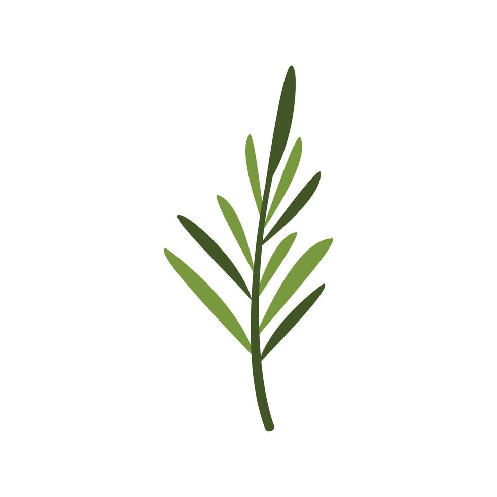 Rosmarinblatt-Symbol flacher Vektor. Blätter Pflanze vektor