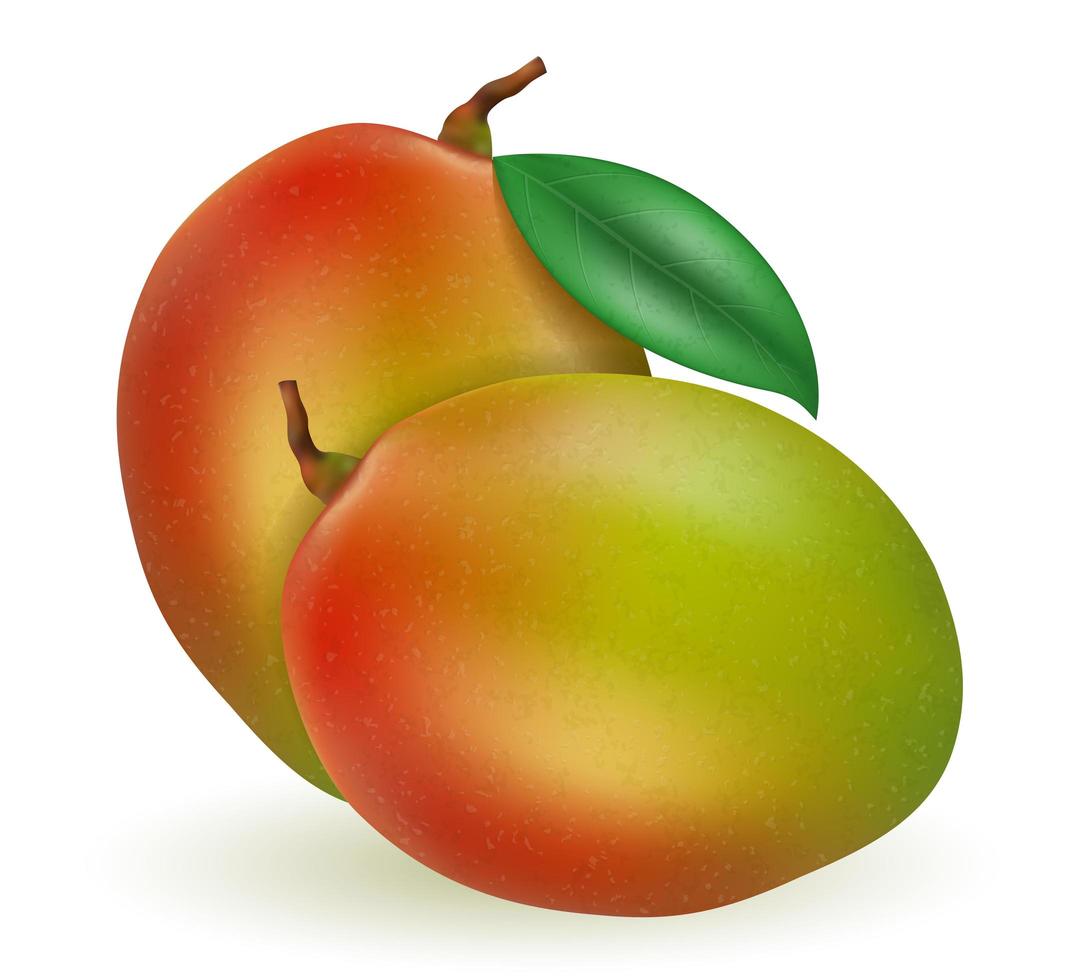 mango färsk mogen exotisk frukt vektor