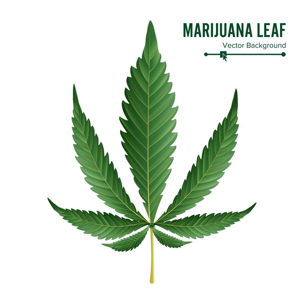 Cannabis-Symbolvektor. medizinische grüne Pflanzenillustration lokalisiert auf weißem Hintergrund. Grafikdesignelement für Ausdrucke, Web, Drucke, T-Shirt. vektor