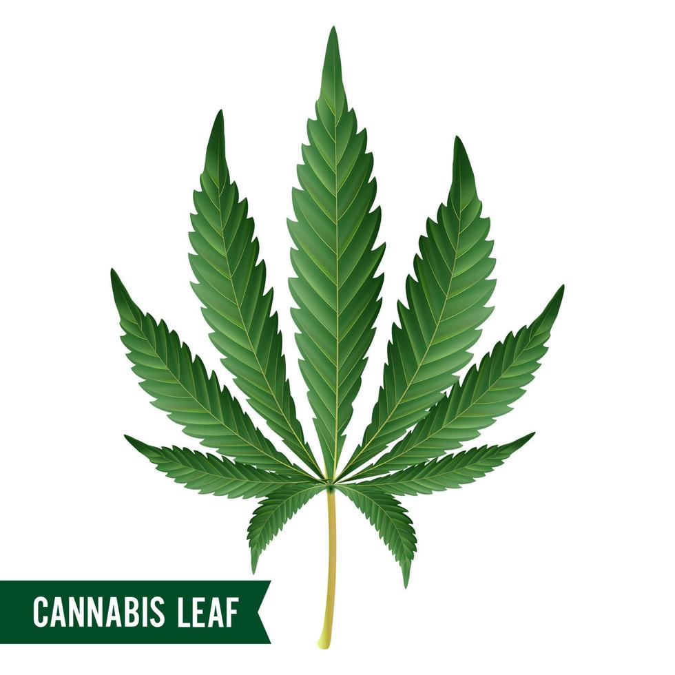 Marihuana-Blatt-Vektor. grünes Hanf-Cannabis-Sativa- oder Cannabis-Indica-Marihuana-Blatt isoliert auf weißem Hintergrund. Abbildung der medizinischen Pflanze vektor