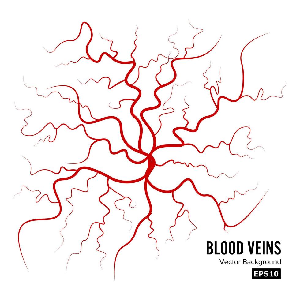 mänsklig blod vener vektor. blod artärer isolerat på vit. blod ådror. bild av hälsa röd vener illustration. vektor